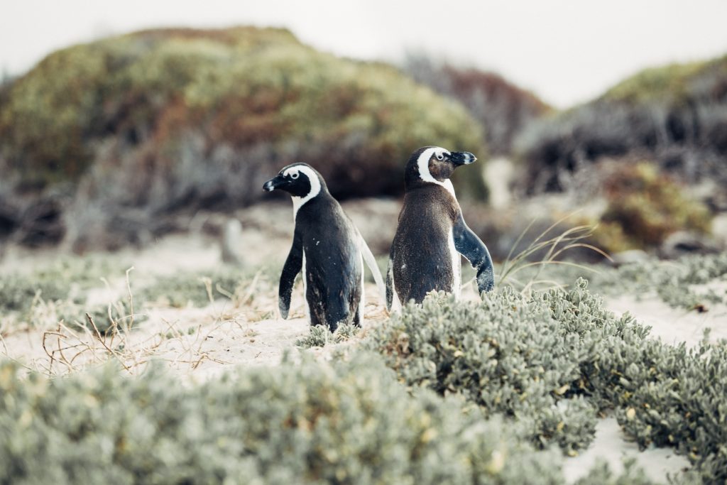 Pinguins em Boulders Beach