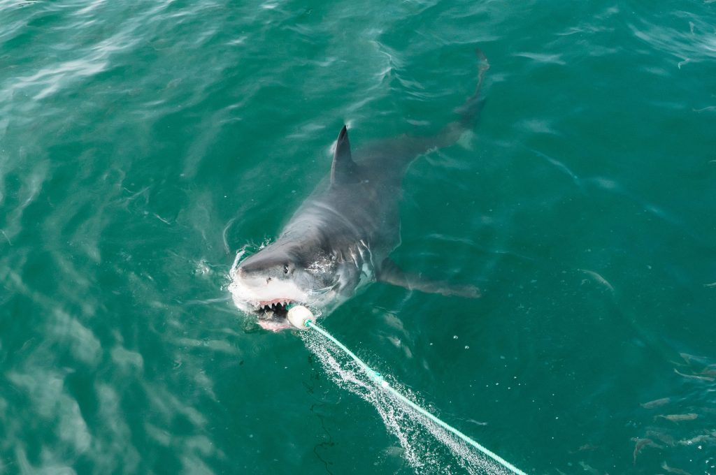 Tubarões-brancos África do Sul