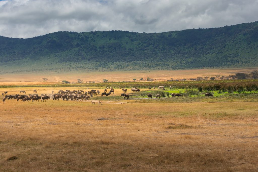Cratera Ngorongoro na Tanzânia