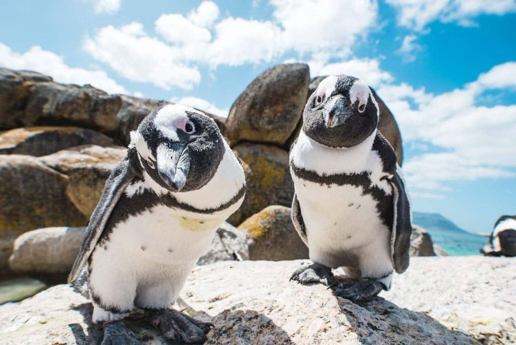 Pinguins Península do Cabo