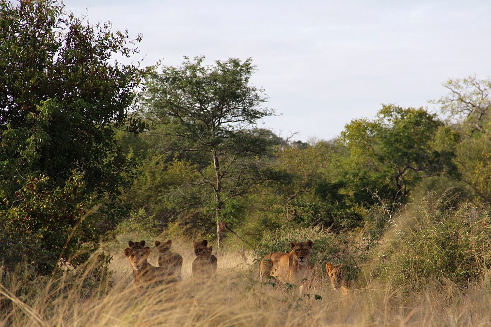 Pilanesberg ou Kruger