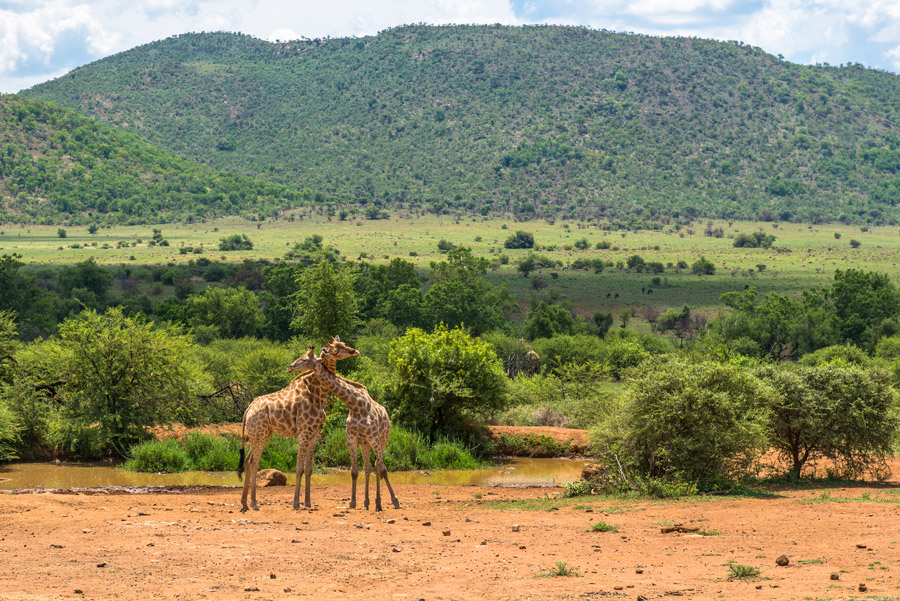 Pilanesberg ou Kruger