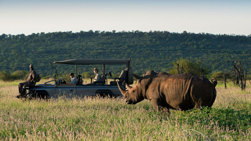 Safári em Madikwe na África do Sul 