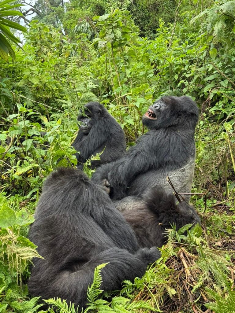 gorilla trekking