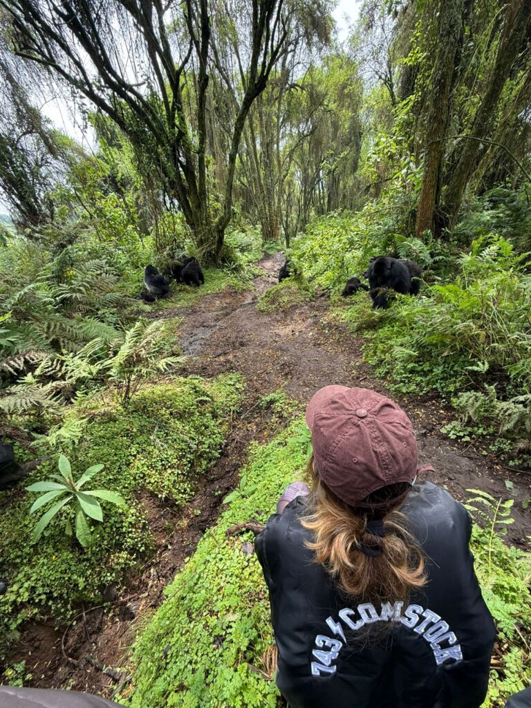 trekking de gorilas