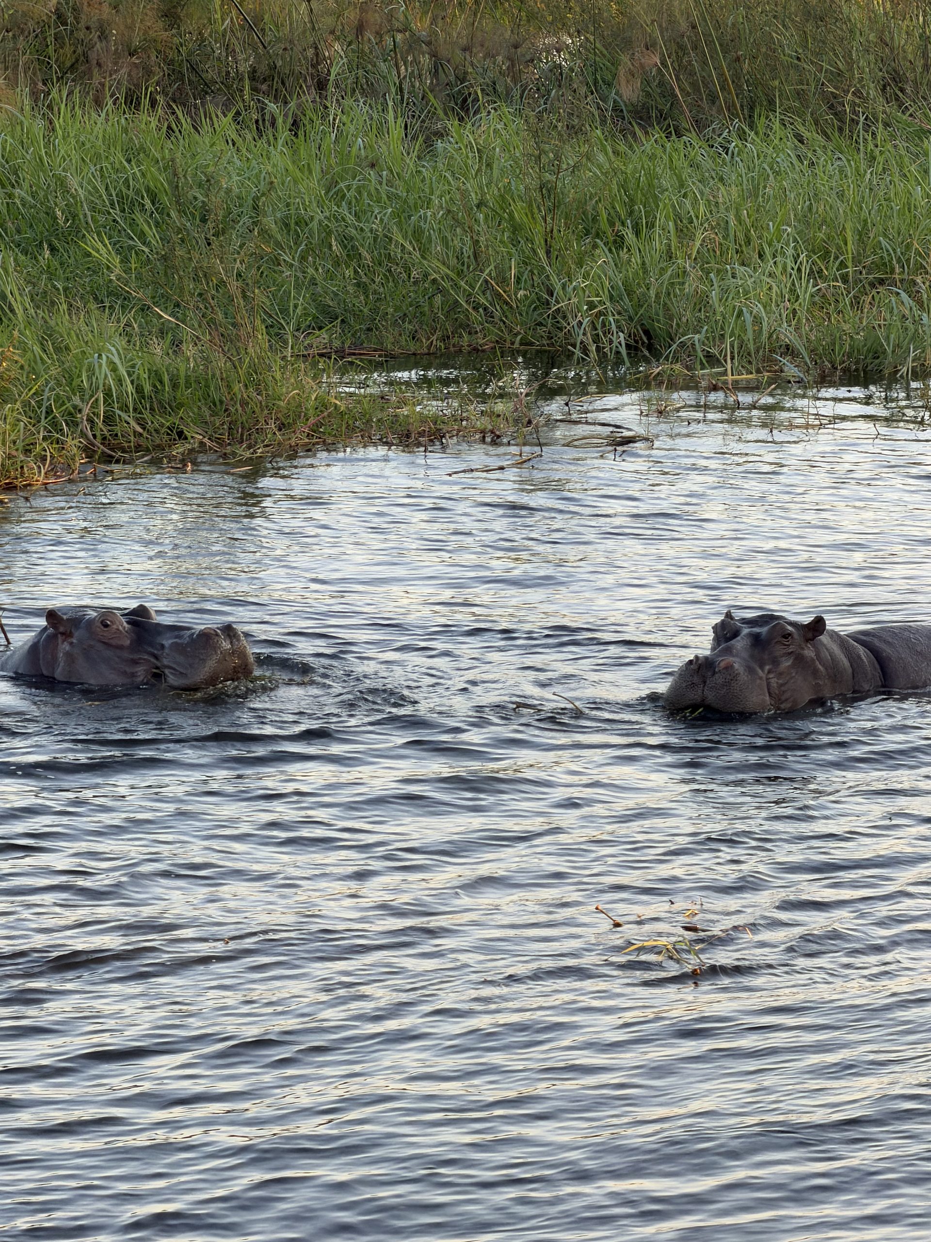 Victoria Falls e Chobe National Park: destinos para complementar sua viagem pela África do Sul