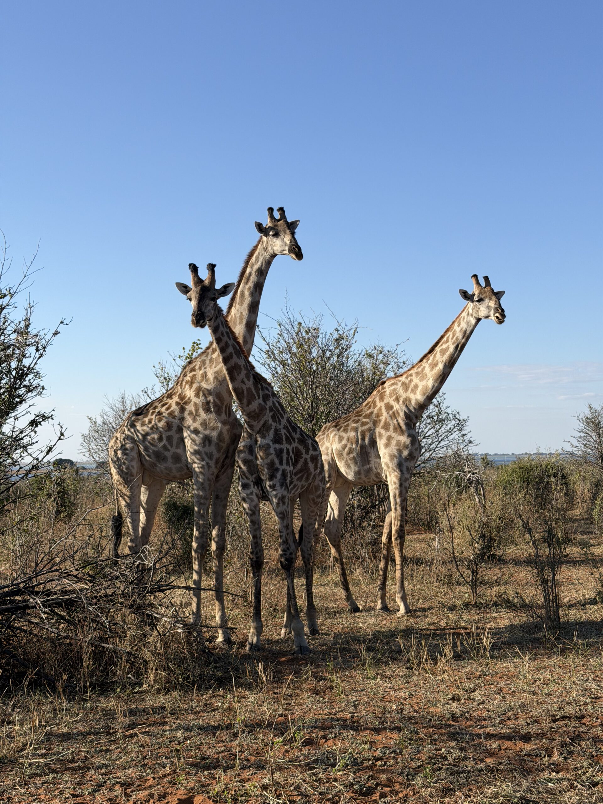 Victoria Falls e Chobe National Park: destinos para complementar sua viagem pela África do Sul