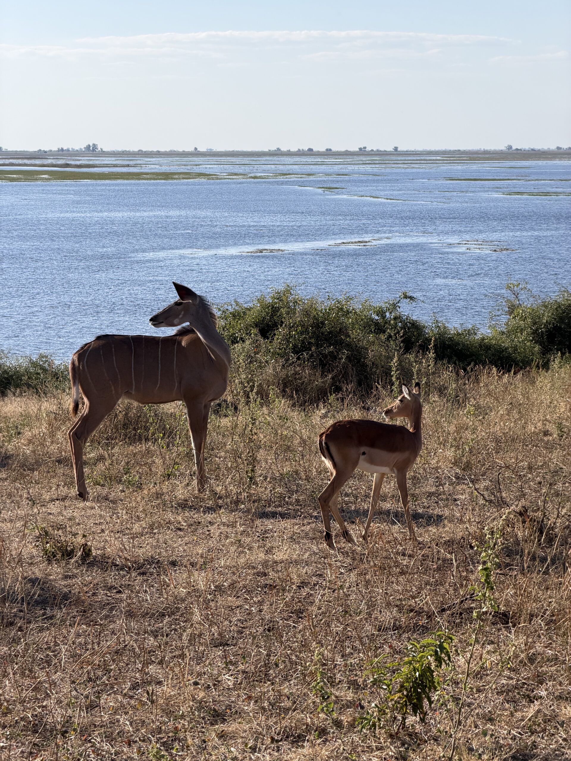 Victoria Falls e Chobe National Park: destinos para complementar sua viagem pela África do Sul